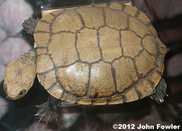 Pseudemydura umbrina Wester Swamp Tortoise Turtle